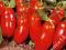 Pomidor gruntowy Twardy San Marzano NOWOŚĆ
