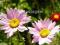 Chrysantemum coccineum "Robinson Pink"