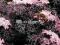 Sambucus Black Lace - ciemny liść, różowy kwiat