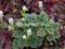 Tiarella Appalacjian Trail - biala chmura kwiatków