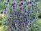 Niebieskie kule ECHINOPS RITRO ---------rośliny