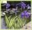 Kosaciec gładki 'Variegata' (Iris laevigata) p9
