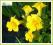 kroplik żółty (Mimulus luteus) p9