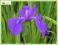 Kosaciec gładki (Iris laevigata) p9