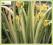 Kosaciec żółty 'Variegata' (Iris pseudacorus) C2