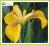 Kosaciec żółty (Iris pseudacorus) p9