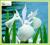 Kosaciec gładki 'Snowdrift' (Iris laevigata) C1