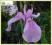 Kosaciec gładki 'Rose Queen (Iris laevigata) p9