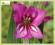 Mieczyk dachówkowaty (Gladiolus imbricatus)