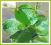 Żabieniec drobnokwiatowy (Alisma parviflora)