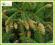 Świerk pospolity (Picea abies) 50cm