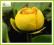 Grążel żółty (Nuphar lutea) p11