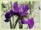 Kosaciec syberyjski 'Teal velvet' (Iris sibirica)