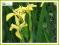 kosaciec żółty 'Bastard' (Iris pseudacorus) p11