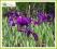 Kosaciec mieczolistny 'Variegata' (Iris ensata) C2