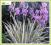 Kosaciec blady 'Variegata' (Iris pallida) p11