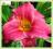 Liliowiec 'Baby Betsy' ( Hemerocallis ) C2