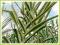 Trzcina laskowa 'Versicolor' (Arundo donax)