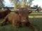 Highland Cattle Szkockie Byki Buhaje rozrodowe
