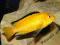 Malawi Labidochromis Caeruleus Yellow wysyłka