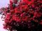 Lagerstroemia Petite Red - kwitnie ponad 100 dni