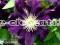 Clematis powojnik Gizela ORYGINALNY 282