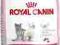 Royal Canin Kitten 36 - 4kg