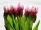Jak z Żurnalu !!! RÓŻOWE TULIPANY Tulipan jak ŻYWY