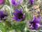 SASANKA fioletowa - do ogrodu na rabatę
