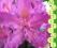 rododendron LIBRETTO - cudowny fiolet (5l)