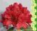 rododendron H.FEUERSCHEIN - czysta czerwień (5l)