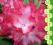 rododendron ANN LINDSAY - cudne barwy (5 l)