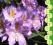 rododendron BLUTOPIA - fiolet akcent (5l)