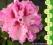 rododendron COSMOPOLITAN - róż z plamką (5l)