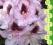 rododendron HUMBOLDT - szeroko otwarty kwiat (5 l)