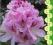 rododendron CHEER - podwójne kwitnienie (5 l)