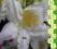 azalia PERSIL - biała rozkosz (5 L)