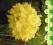 azalia ANNEKE - żółty zakątek w ogrodzie