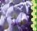 GLICYNIA wisteria Purple Patches KWIATY XXL