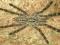 Poecilotheria rufilata (Samica) 5DC