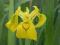 Piękny żółty IRYS nadwodny - sadzonki