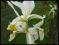 Piękny biały IRYS storczykowy - sadzonki