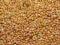 Proso żółte, złote karma dla ptaków lub siew 1kg