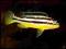 Melanochromis auratus -młode 4-5cm - PYSZCZAKI MIX