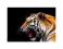 Duży Tygrys - reprodukcja 60x80 cm