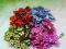 Kwiatki, kwiatuszki akrylowe,10szt. dowolne kolory