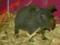 Świnka morska skinny wystawo samica rodowód OKAZJA