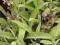 SZAŁWIA LEKARSKA ( Salvia officinalis)