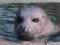 !!! NIEMCY, Fauna, Foka !!! OKAZJA !!!