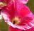malwa ogrodowa wysoka - sadzonki ( bylina)